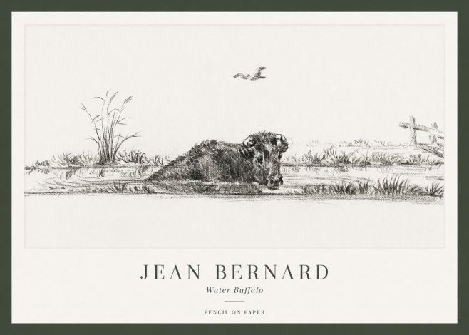Jean Bernard Study of a Water Buffalo No2 - Plakat
