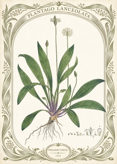 William Curtis Plantago Lanceolata III No5 - Plakat