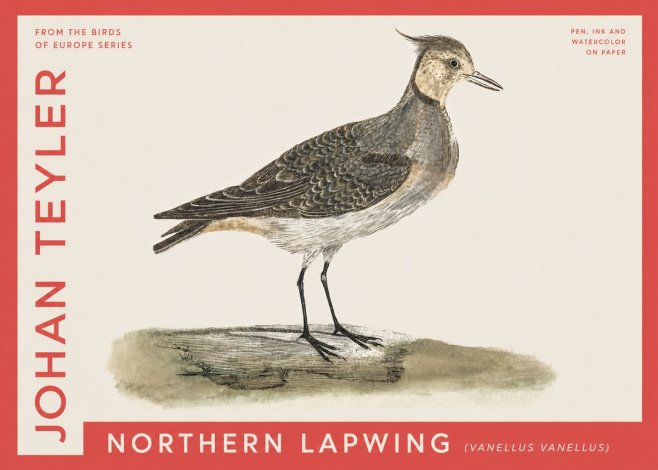 Johan Teyler Northern Lapwing (Vanellus Vanellus) No4 - Plakat