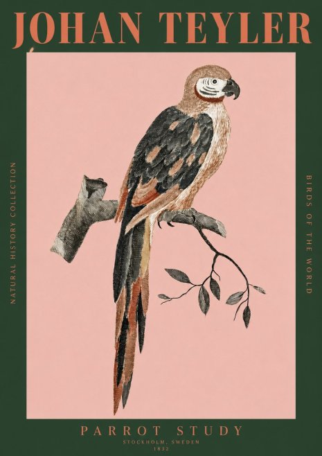 Johan Teyler Parrot Study I No2 - Plakat