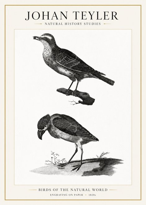 Johan Teyler Birds of the Natural World No1 - Plakat