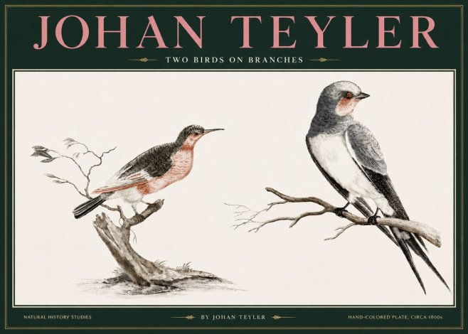 Johan Teyler Two Birds on Branches No3 - Plakat