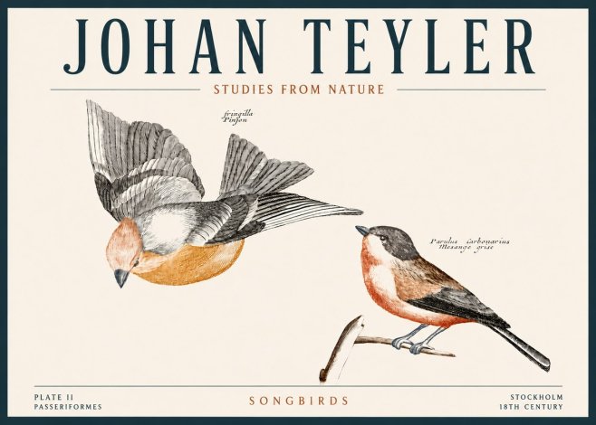 Johan Teyler Songbirds - Plate Ii No4 - Plakat