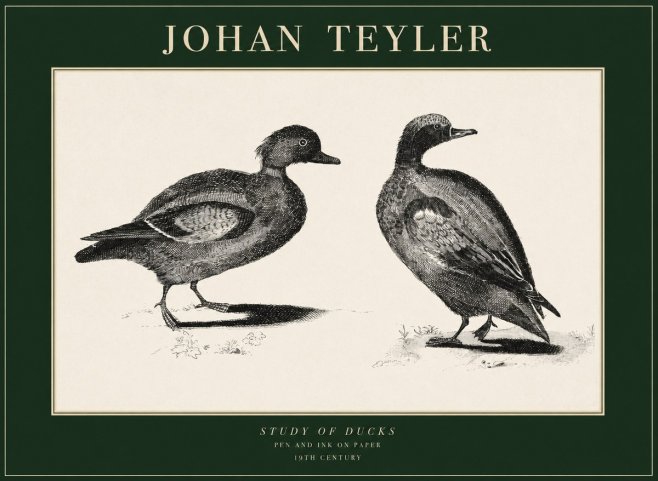 Johan Teyler Study of Ducks No1 - Plakat