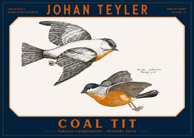 Johan Teyler Coal Tit No2 - Plakat
