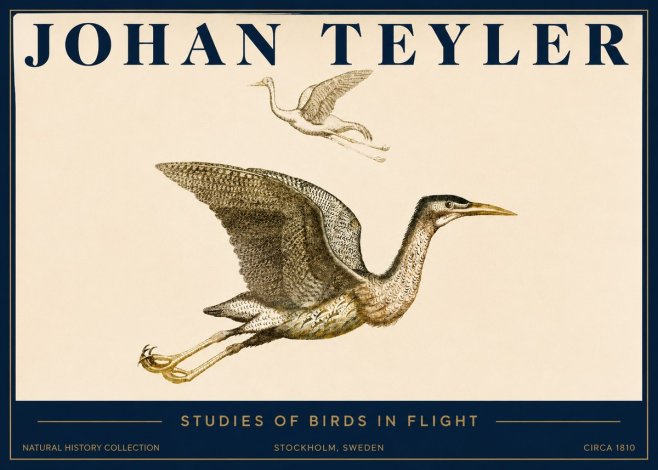 Johan Teyler Studies of Birds in Flight No3 - Plakat