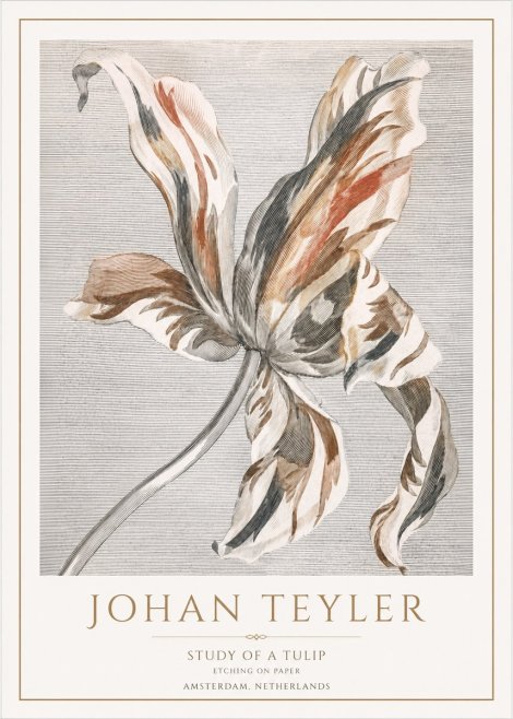 Johan Teyler Study of a Tulip No1 - Plakat