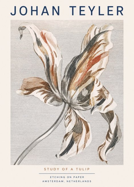 Johan Teyler Study of a Tulip No3 - Plakat