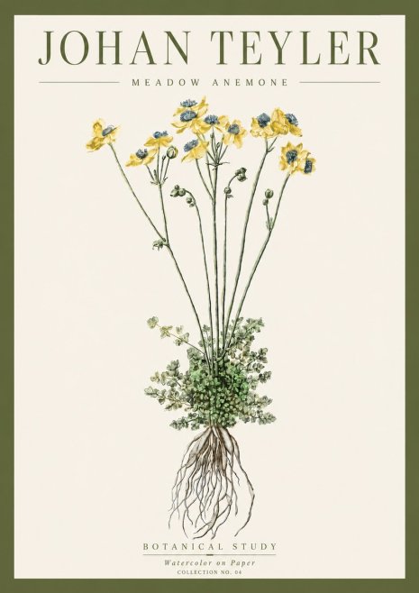 Johan Teyler Meadow Anemone No4 - Plakat