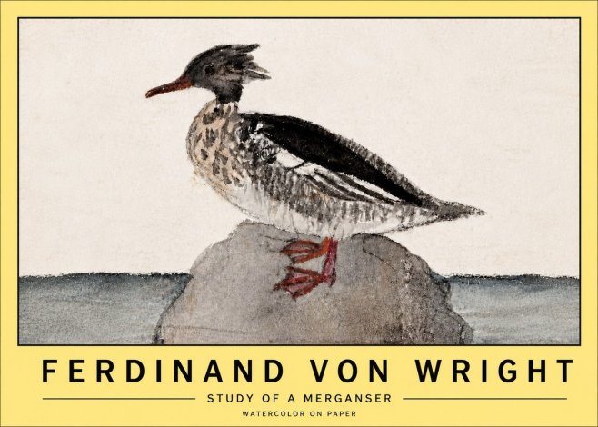Ferdinand von Wright Study of a Merganser No5 - Plakat