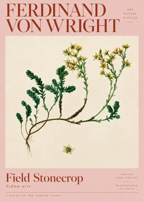 Ferdinand von Wright Botanical Study No5 - Plakat