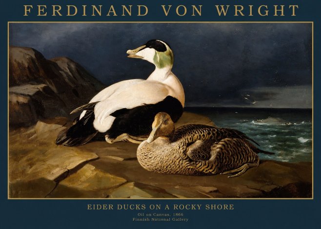 Ferdinand von Wright Eiders on a Rocky Shore No2 - Plakat