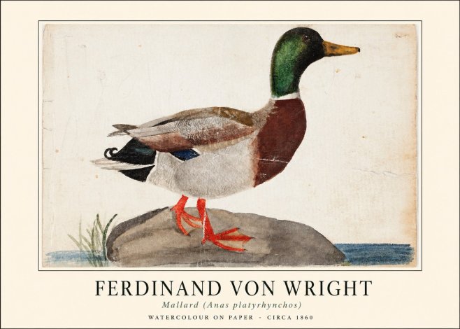 Ferdinand von Wright Mallard (Anas Platyrhynchos) No1 - Plakat
