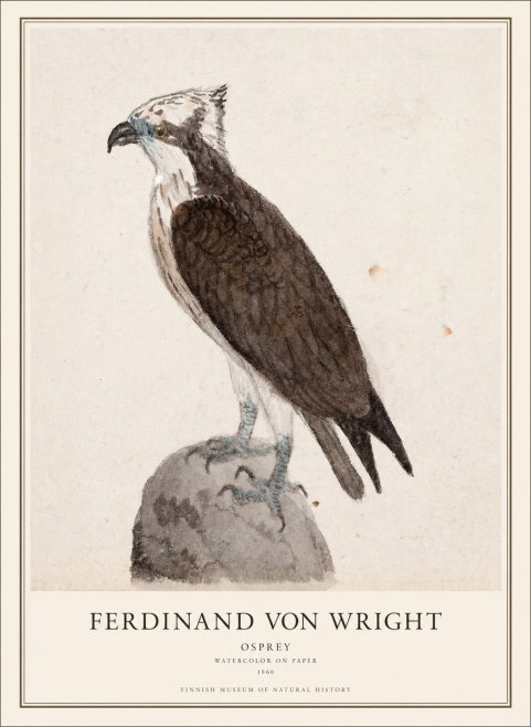 Ferdinand von Wright Osprey No1 - Plakat
