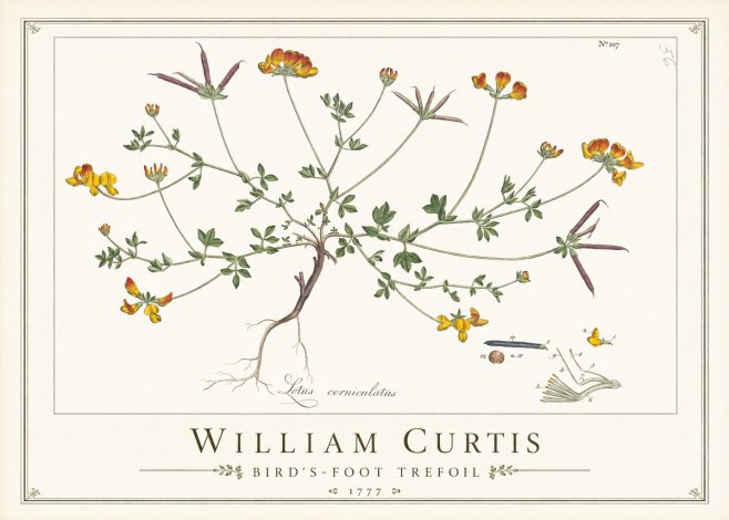 William Curtis Bird's-foot Trefoil No1 - Plakat