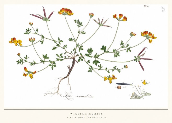 William Curtis Bird's-foot Trefoil No5 - Plakat