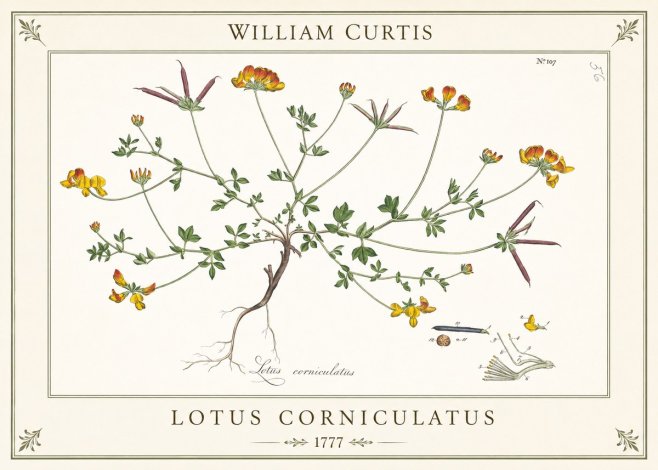 William Curtis Bird's-foot Trefoil No6 - Plakat
