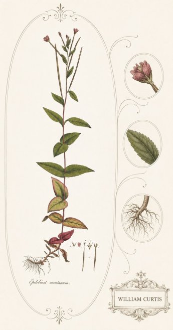 William Curtis Epilobium Montanum. No4 - Plakat