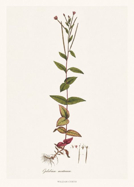 William Curtis Epilobium Montanum. No6 - Plakat