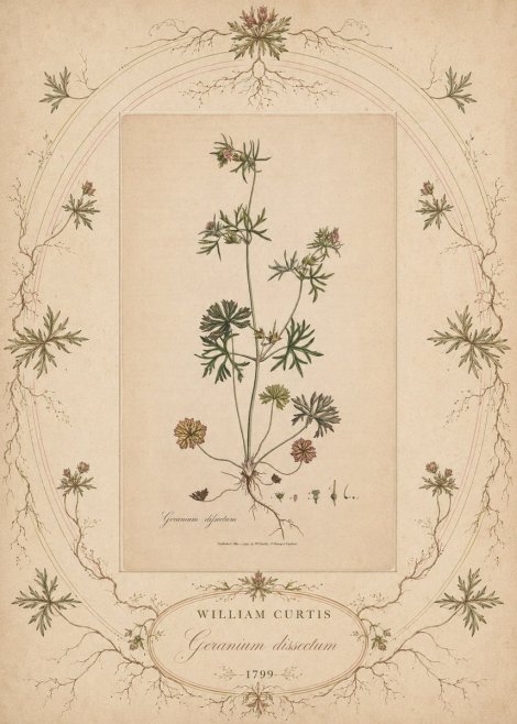 William Curtis Geranium Dissectum II No5 - Plakat