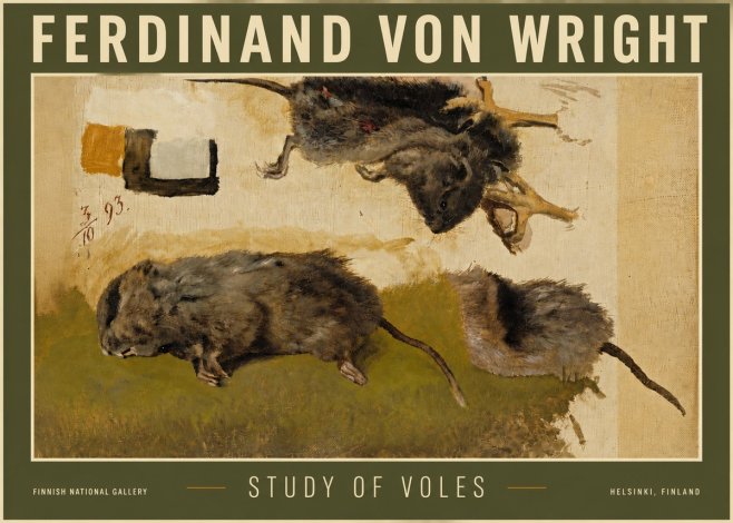 Ferdinand von Wright Studies of Lemmings No6 - Plakat