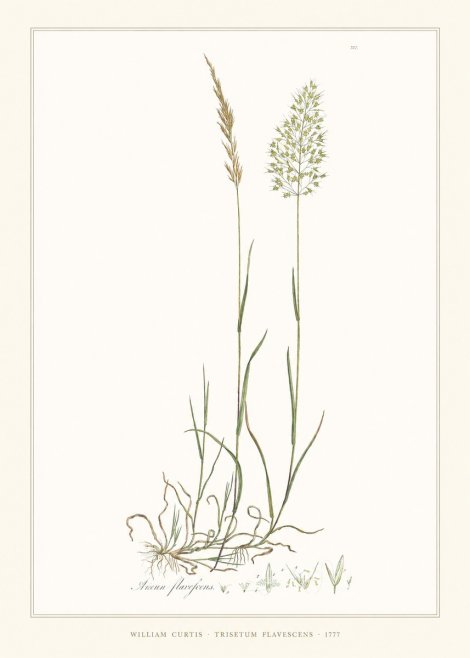 William Curtis Trisetum Flavescens III No6 - Plakat