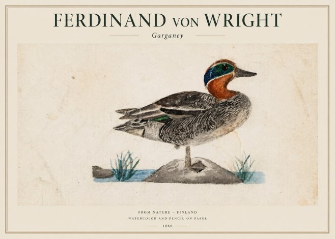 Ferdinand von Wright Garganey No1 - Plakat