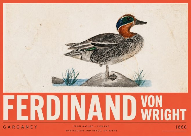 Ferdinand von Wright Garganey No5 - Plakat
