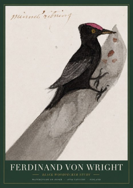 Ferdinand von Wright Black Woodpecker Study No3 - Plakat