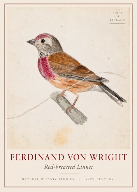 Ferdinand von Wright Bird Study No3 - Plakat