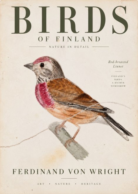 Ferdinand von Wright Bird Study No4 - Plakat