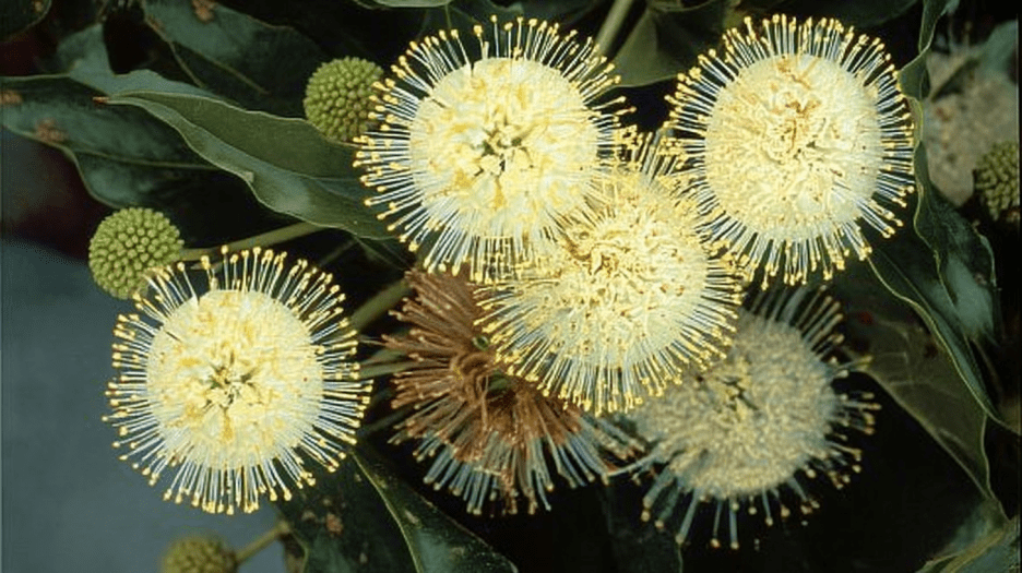 Florets Radiance