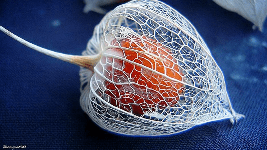 Lantern Shell Moments