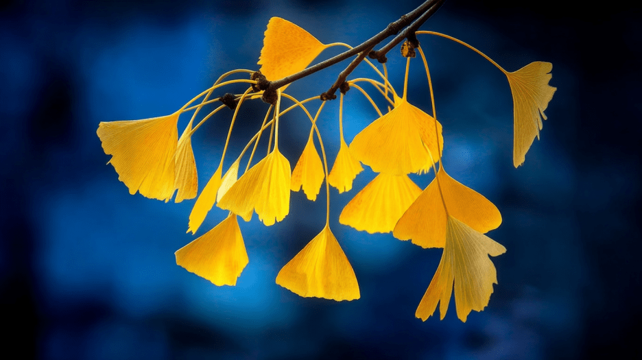 Ginkgo Reverie