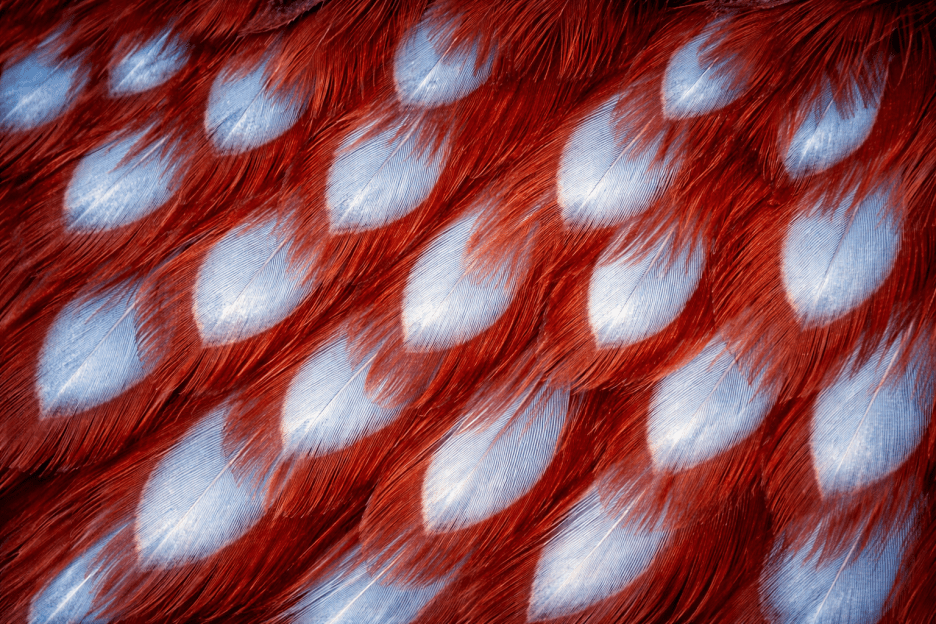 Featherscape Pattern