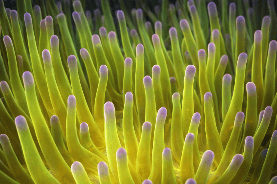 Mosaic Tidal Forest