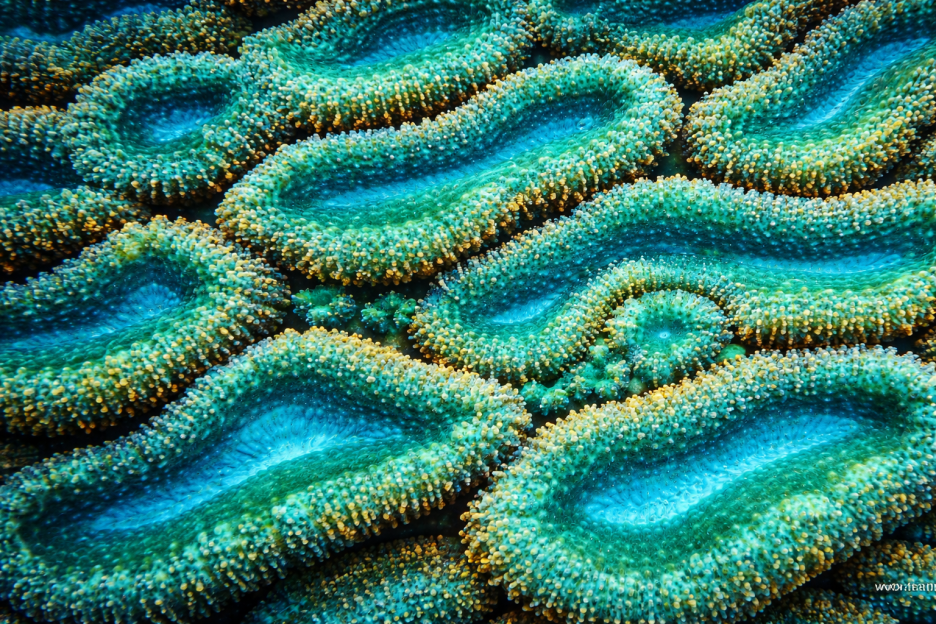 Coral Drift