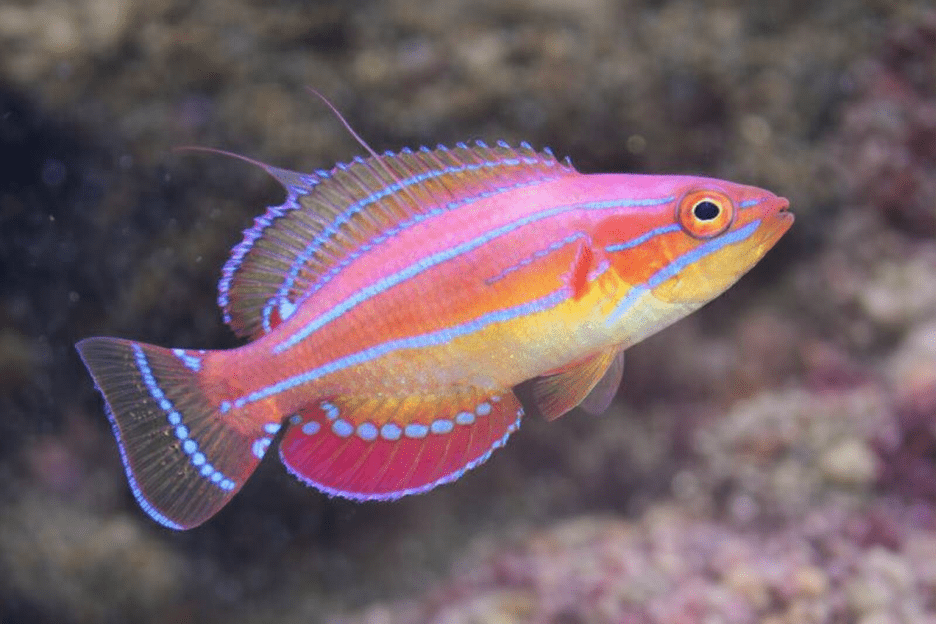 Vivid Coral Mirage