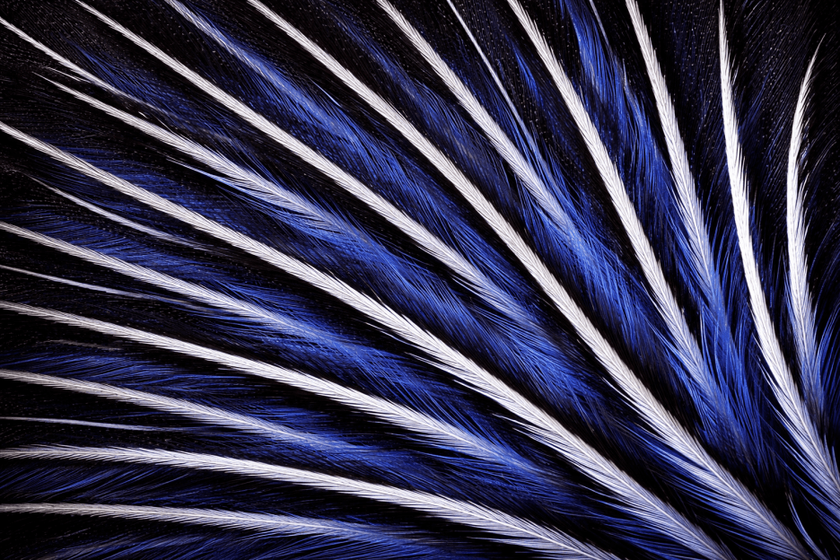 Feathered Requiem