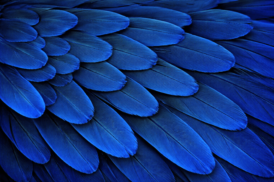 Midnight Feather Mosaic