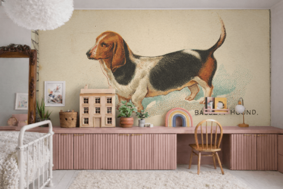 Basset Curiosity