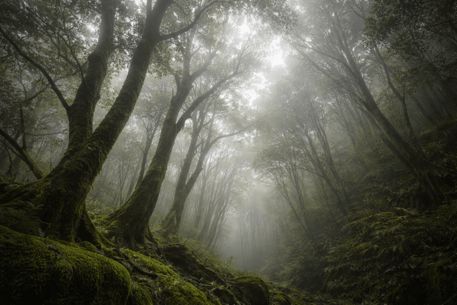 Whispering Canopy