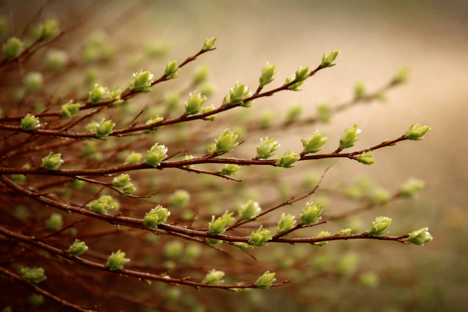 Verdant Whisper