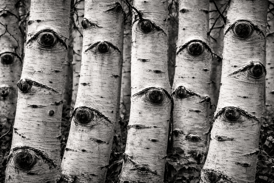 Whispers Of Bark