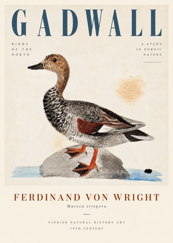 Ferdinand von Wright Duck on a Rock No5 - Plakat