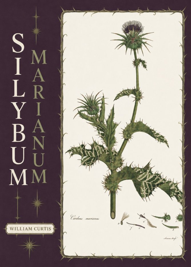 William Curtis Silybum Marianum No6 - Plakat