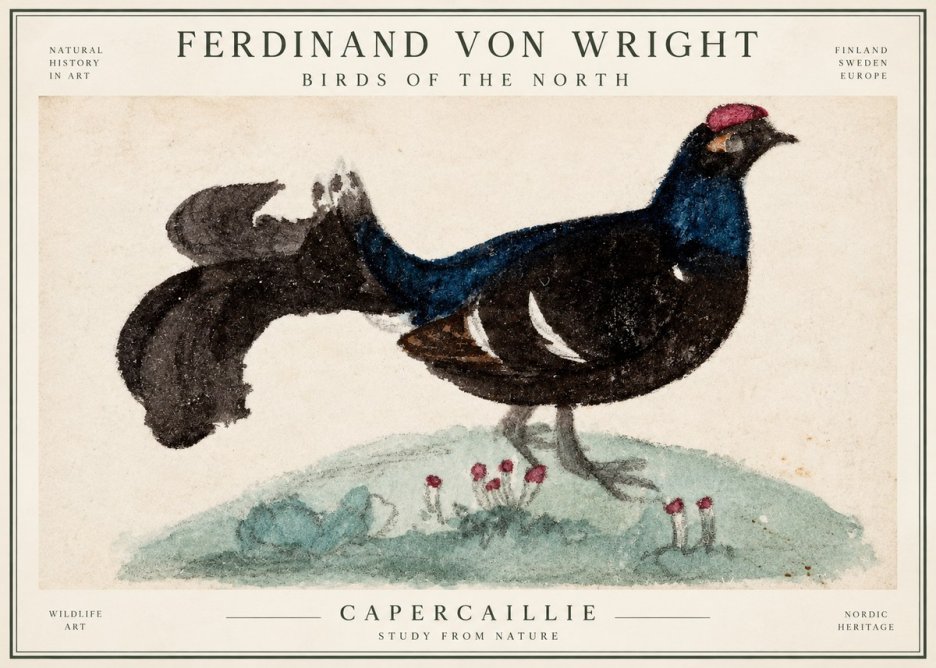 Ferdinand von Wright Western Capercaillie - Watercolor Study No3 - Plakat