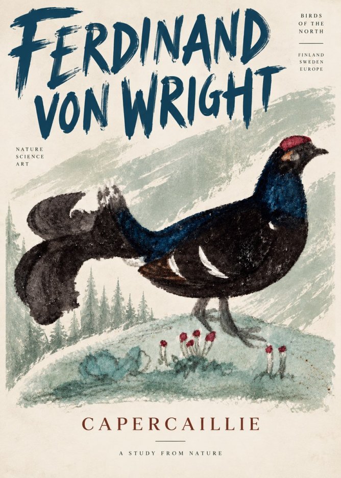 Ferdinand von Wright Western Capercaillie - Watercolor Study No5 - Plakat