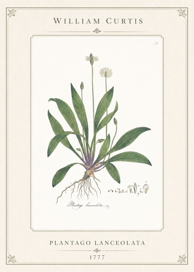 William Curtis Plantago Lanceolata I No1 - Plakat