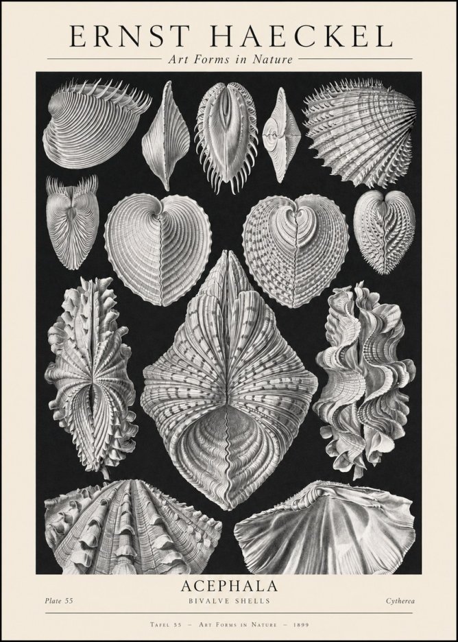 Ernst Haeckel Acephala — Brachiopods Plate 55 — Cytherea. No2 - Plakat